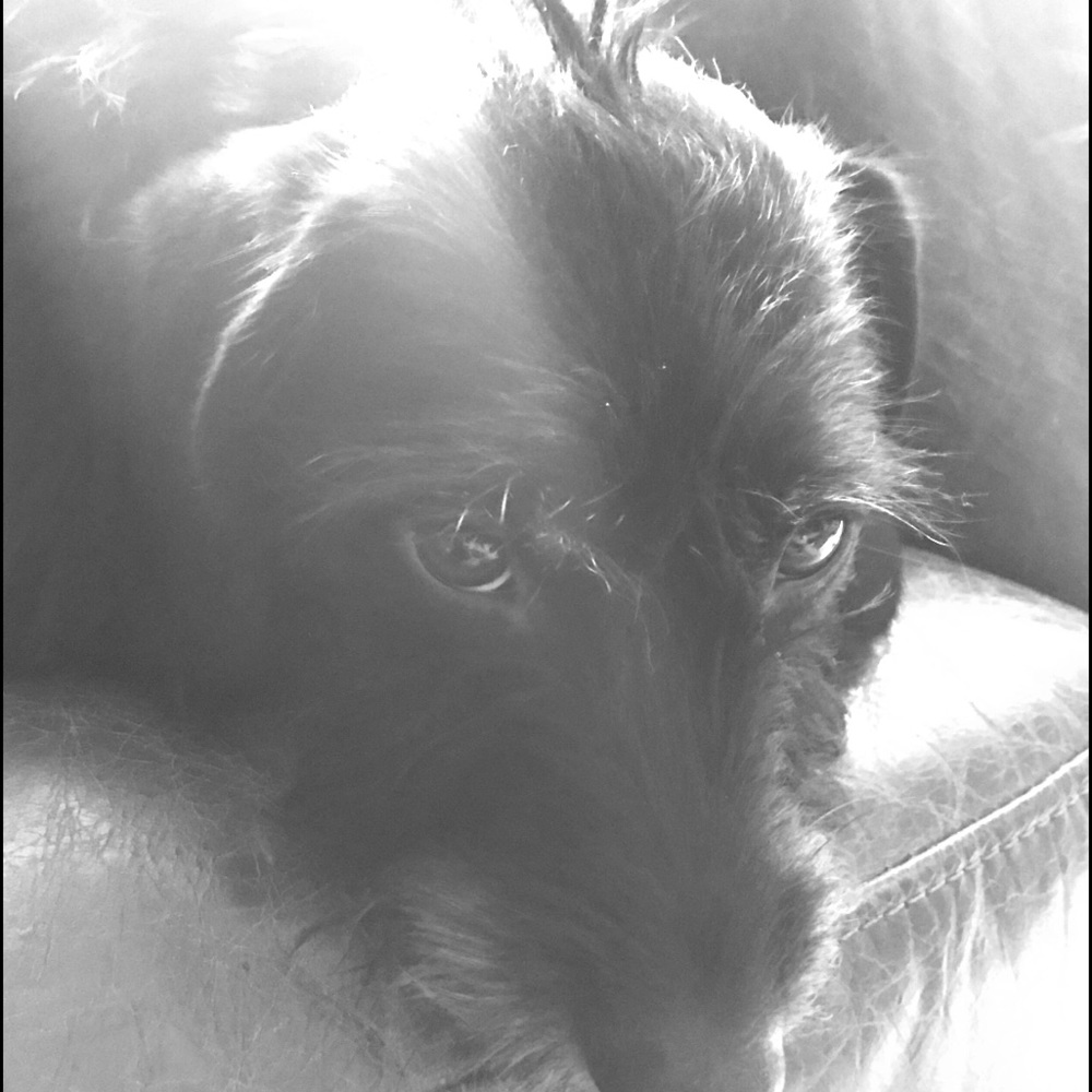 Meet your Posher, Misty